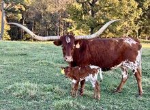 RIO’S RED ROSE HEIFER