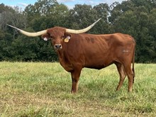 RHF Red Haute