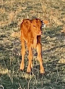 RHF Sharp Shooter x Dainty Derringer 2022 bull